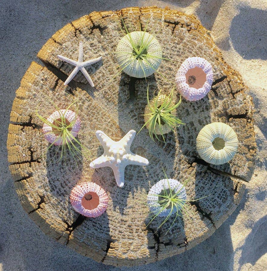 Sea Urchin Air Plants: White