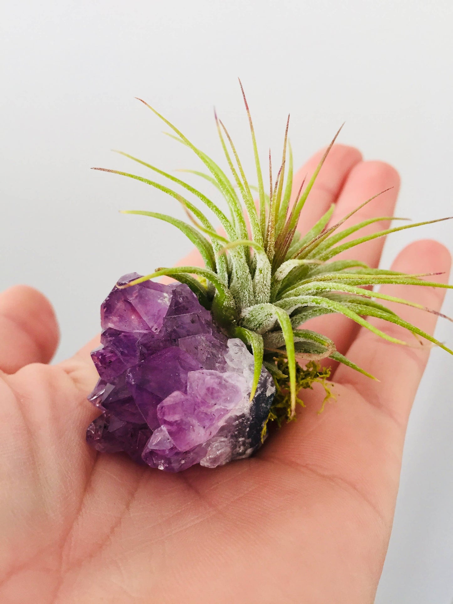 Crystal Air Plants l Air Plant Holder l Crystal Gift: Rose Quartz