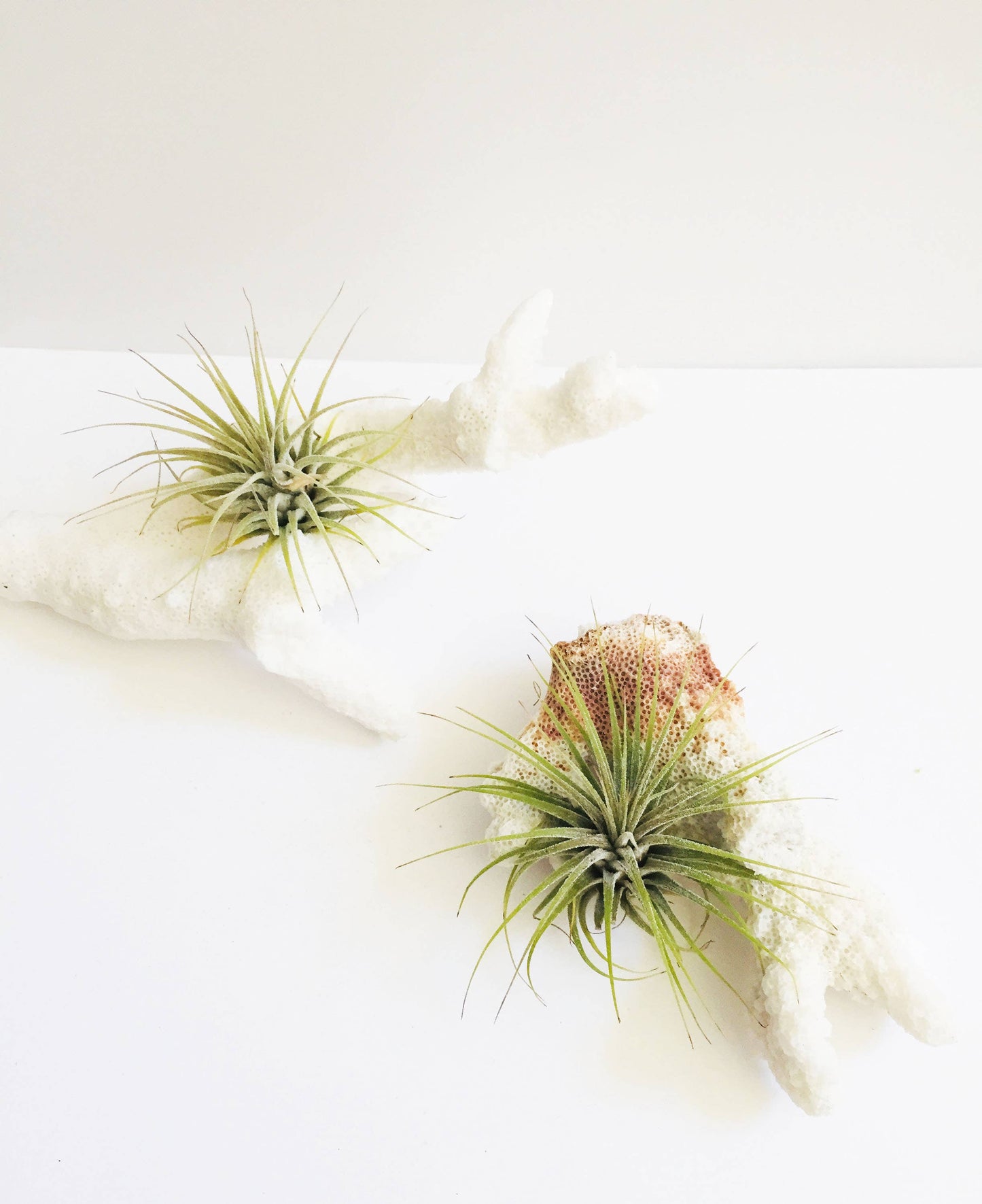 Air Plant + Natural Coral - Indoor Planter - Home Gift