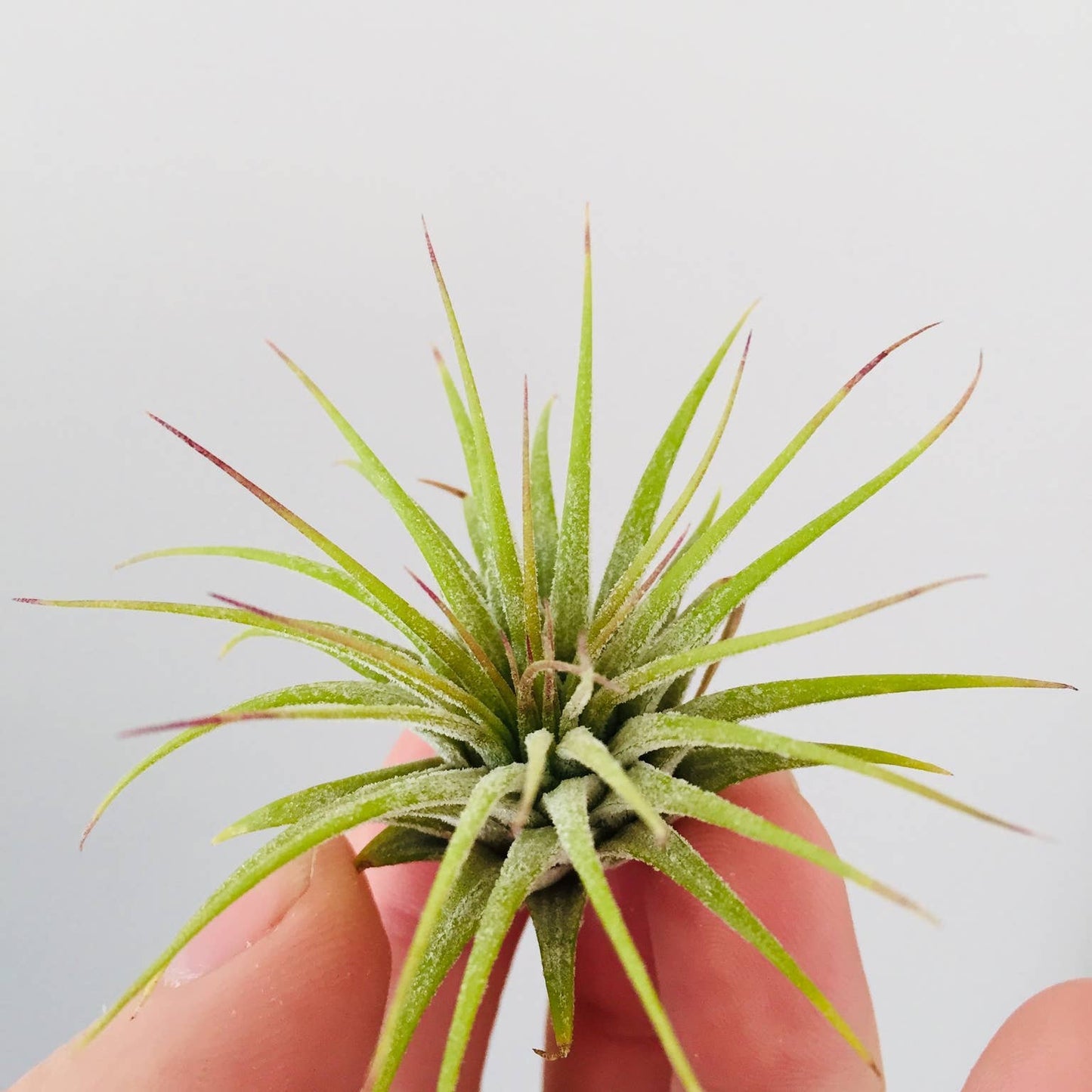 Air Plant