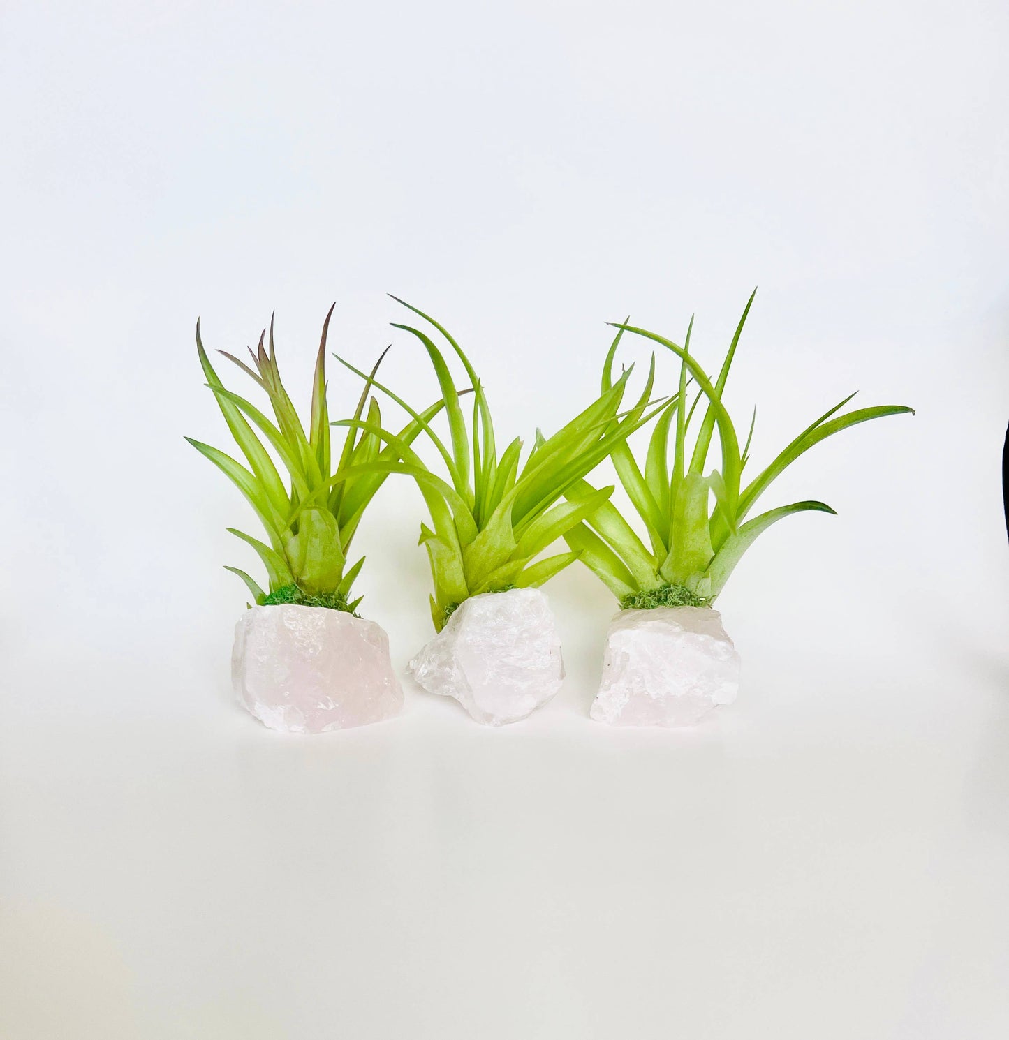 Crystal Air Plants l Air Plant Holder l Crystal Gift: Rose Quartz