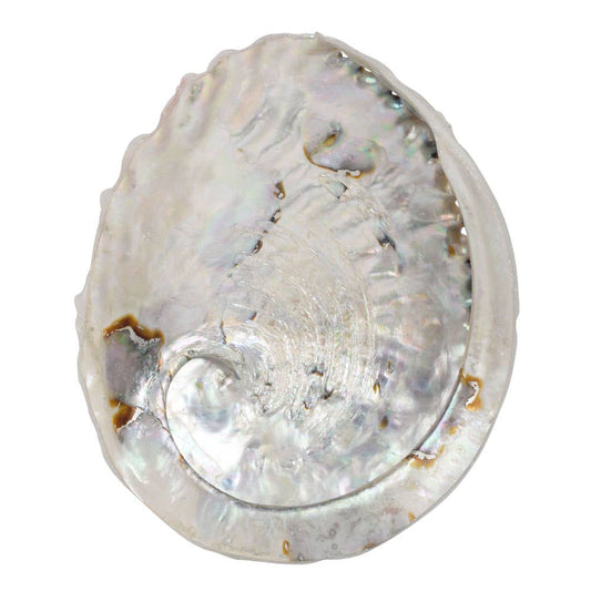 Abalone Shell