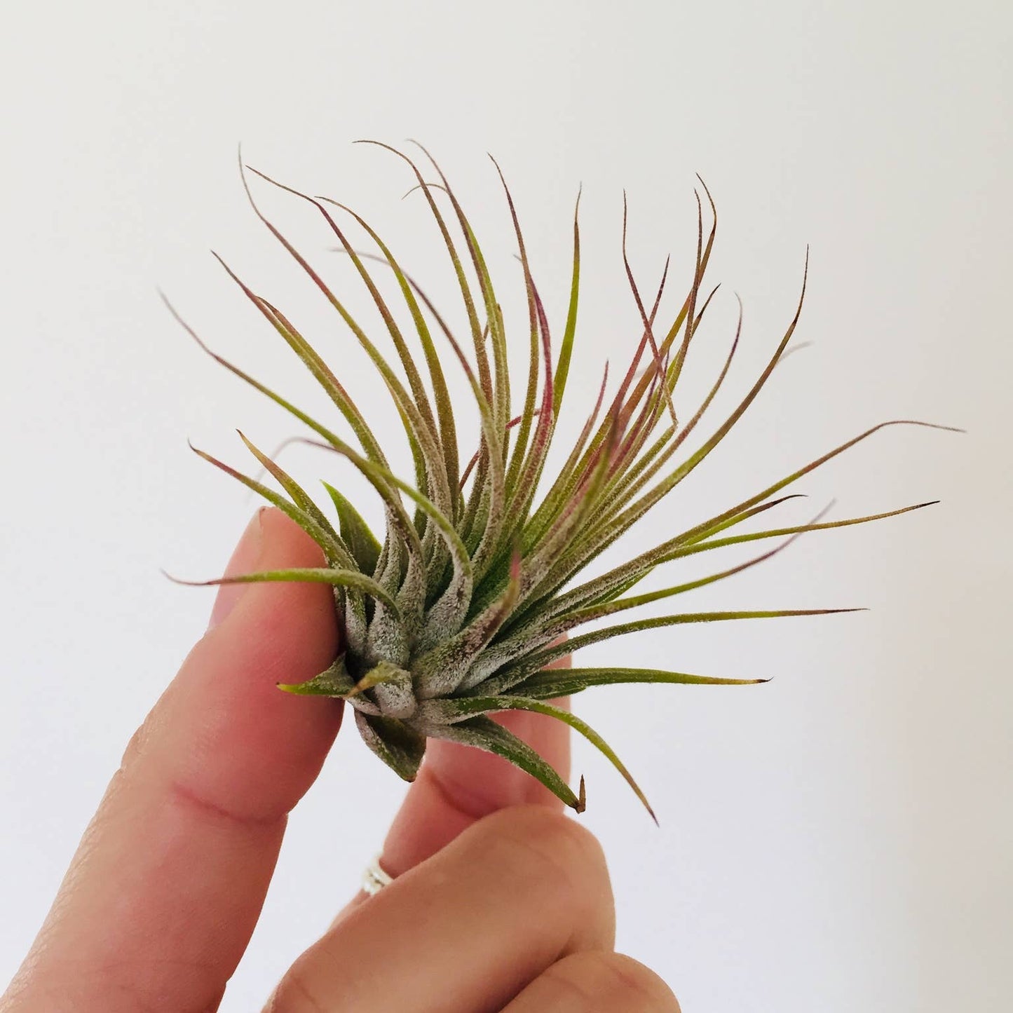 Air Plant