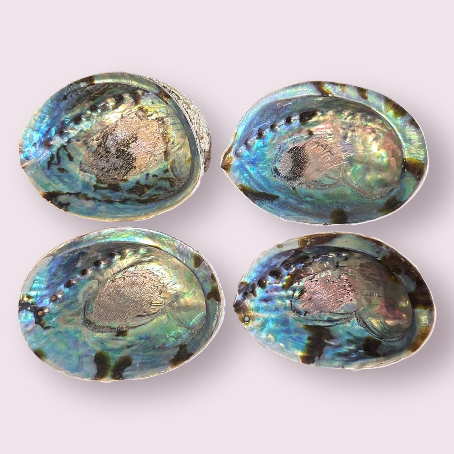 Abalone Shell
