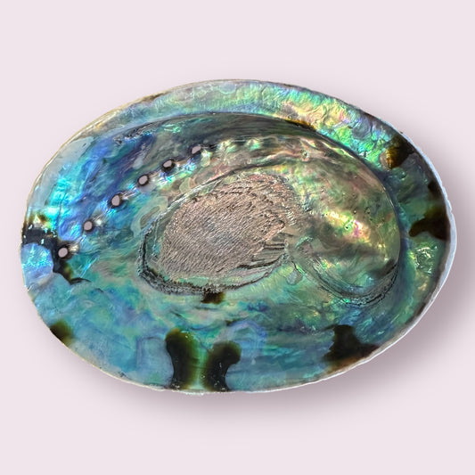 Abalone Shell