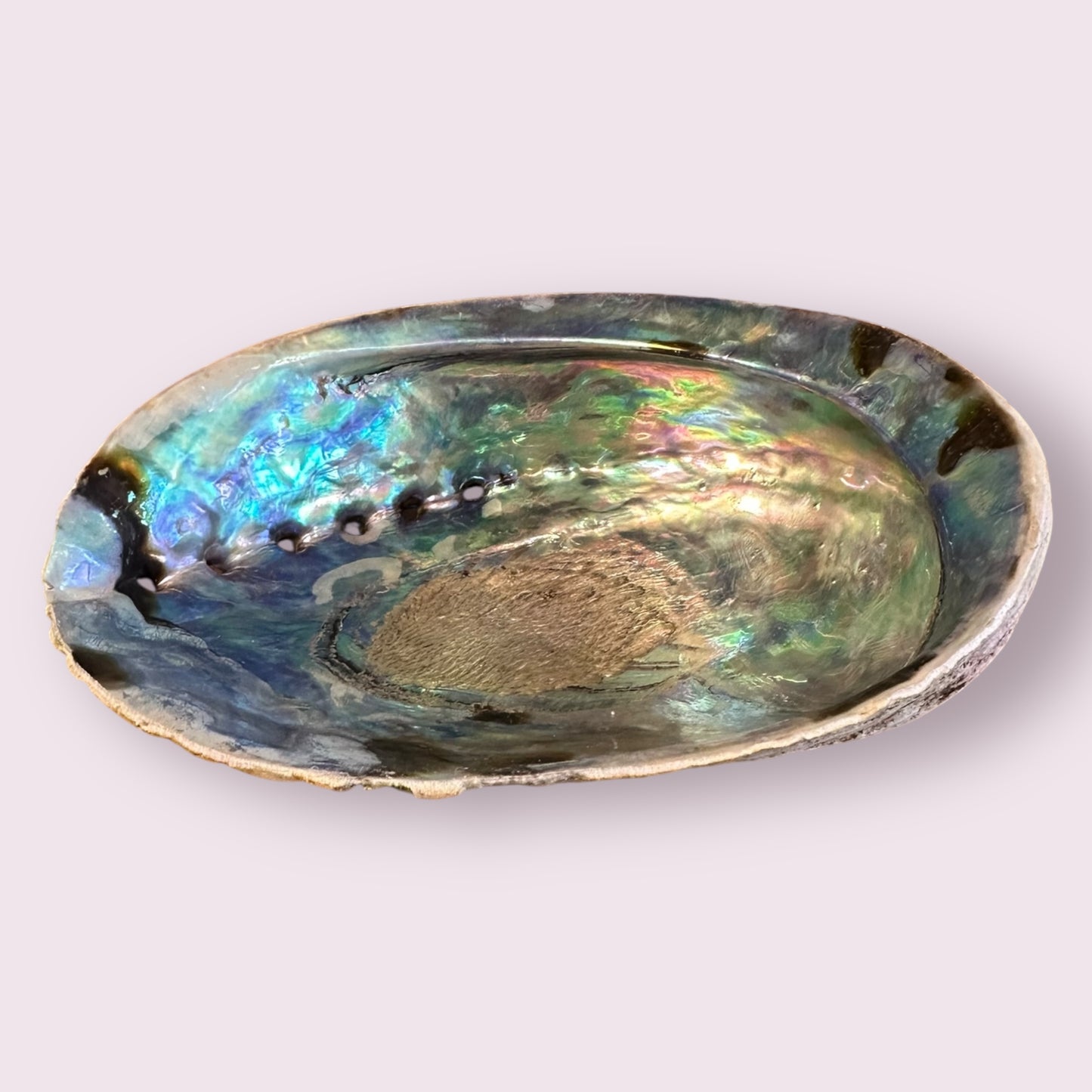 Abalone Shell