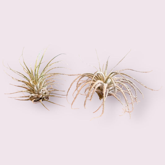 Air Plant