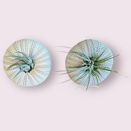 Sea Urchin Air Plants: Green