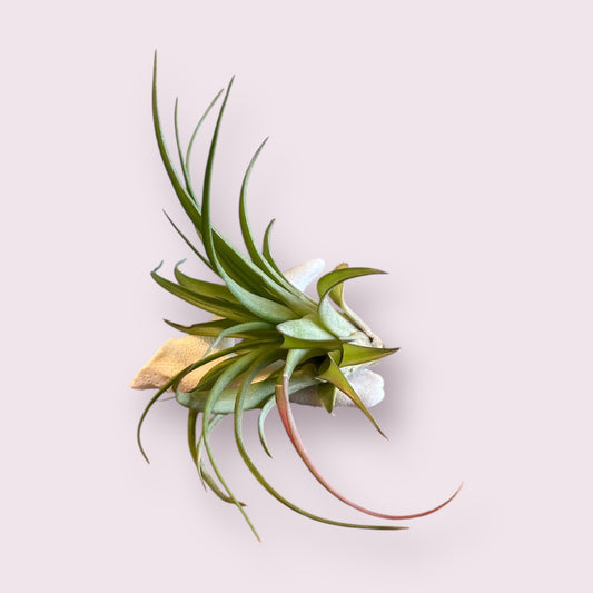 Air Plant + Natural Coral - Indoor Planter - Home Gift