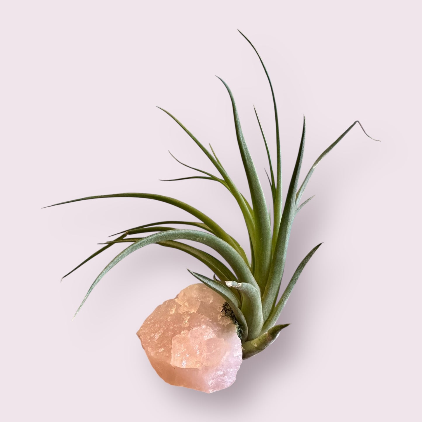 Crystal Air Plants l Air Plant Holder l Crystal Gift: Rose Quartz
