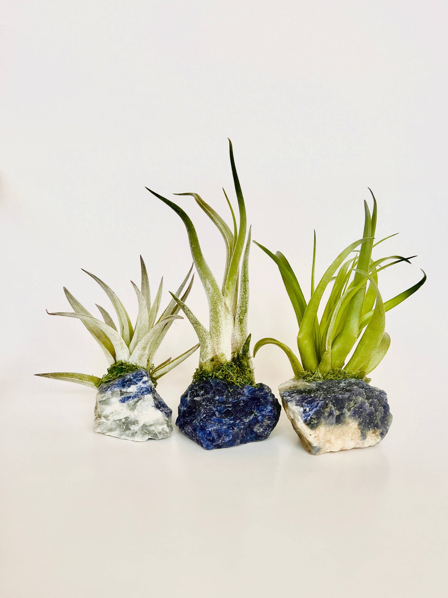 Crystal Air Plants l Air Plant Holder l Crystal Gift: Rose Quartz