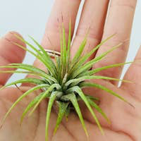 Air Plant