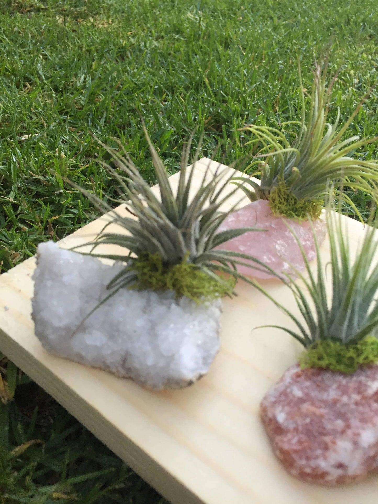 Crystal Air Plants l Air Plant Holder l Crystal Gift: Rose Quartz