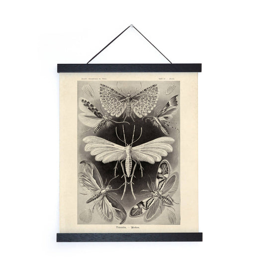 Vintage Haeckel Moth Insect Print w/ Black frame