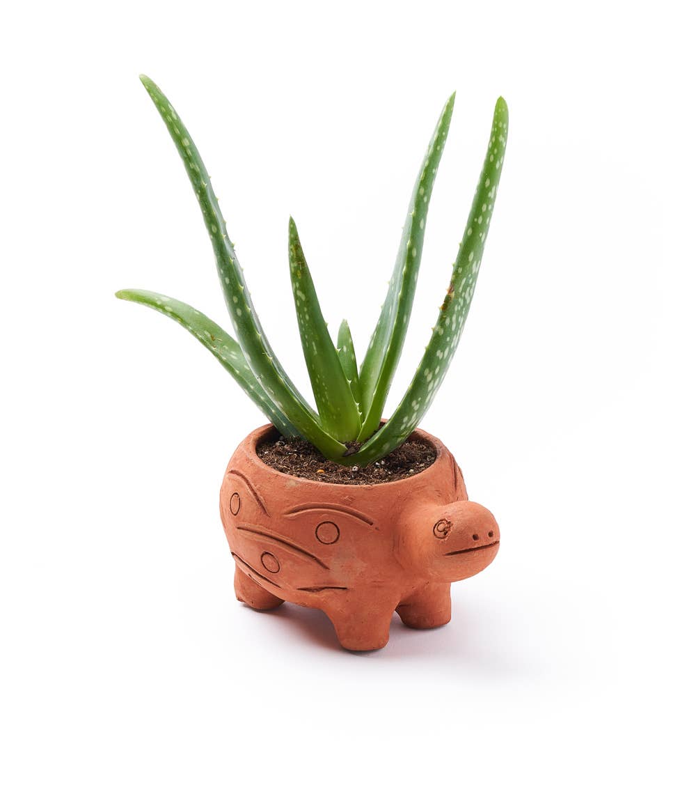 Rakshana Plant Pals - Turtle (Large)