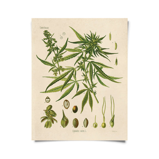Vintage Botanical Cannabis Marijuana Print w/ Walnut Frame