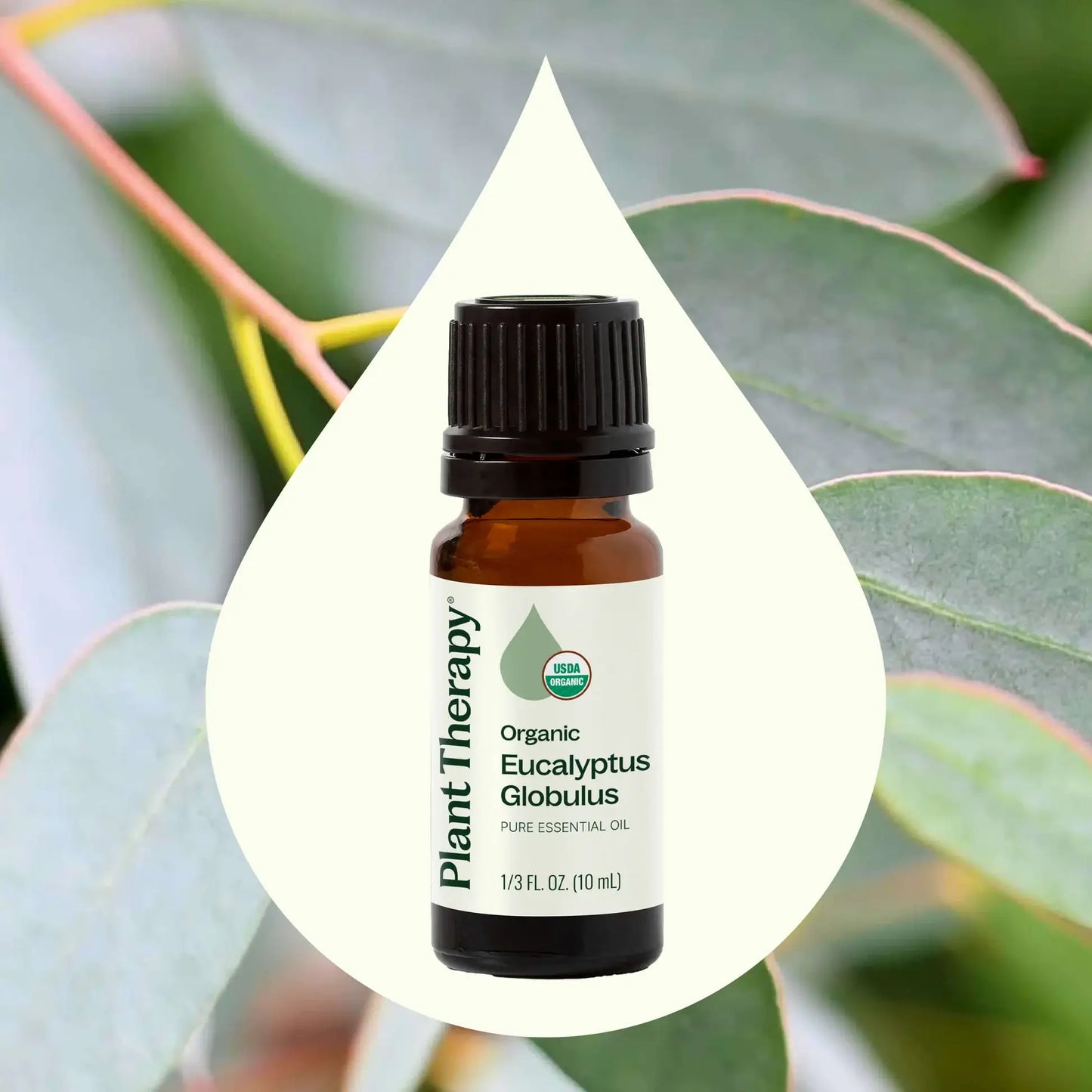 Organic Eucalyptus Globulus Essential Oil 10 mL