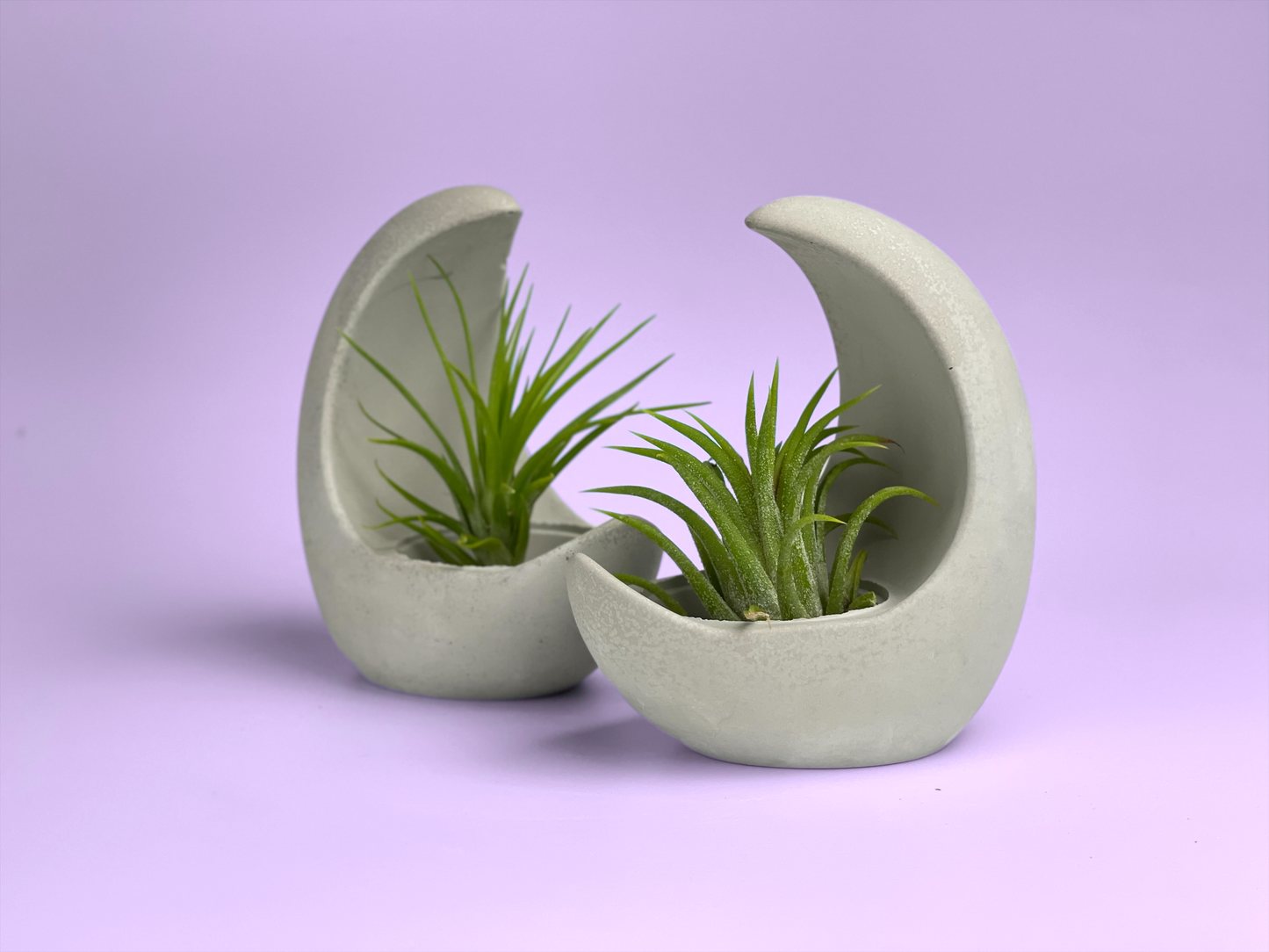 YOUNG MOON AIR PLANT HOLDER, Tillandsia Airplant Display: Moon Holder