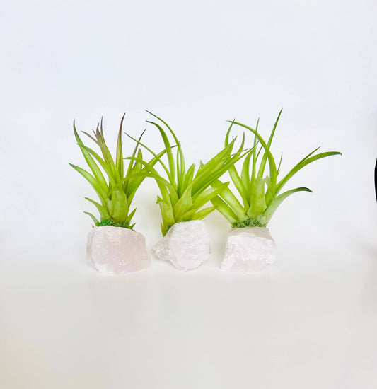 Crystal Air Plants l Air Plant Holder l Crystal Gift: Rose Quartz