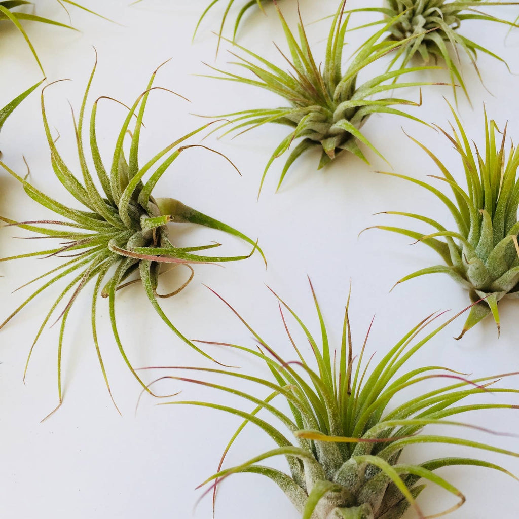 Air Plant