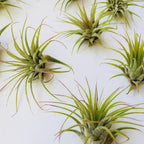Air Plant