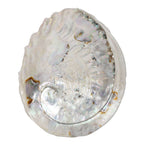 Abalone Shell