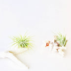 Air Plant + Natural Coral - Indoor Planter - Home Gift