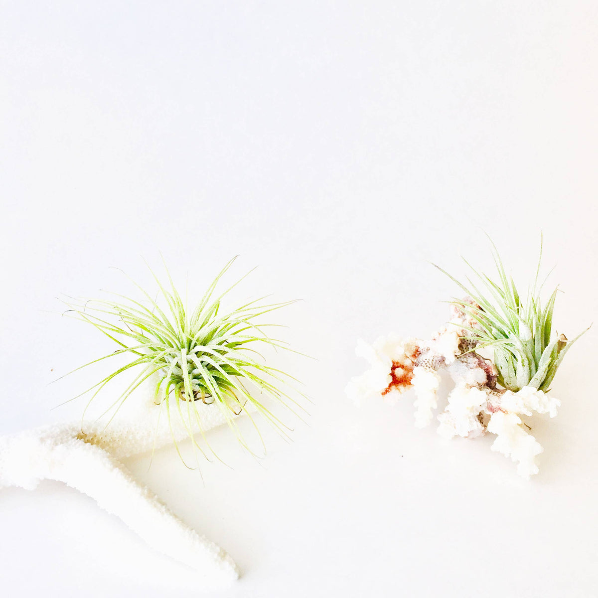 Air Plant + Natural Coral - Indoor Planter - Home Gift