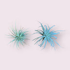 Air Plant