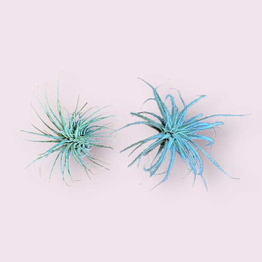 Air Plant