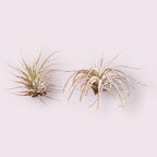 Air Plant