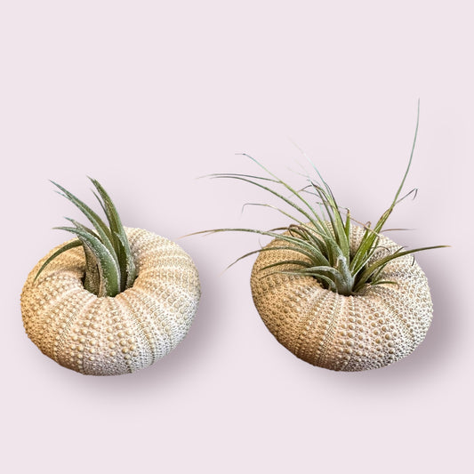 Sea Urchin Air Plants: Green