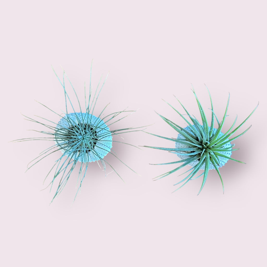 Sea Urchin Air Plants: White