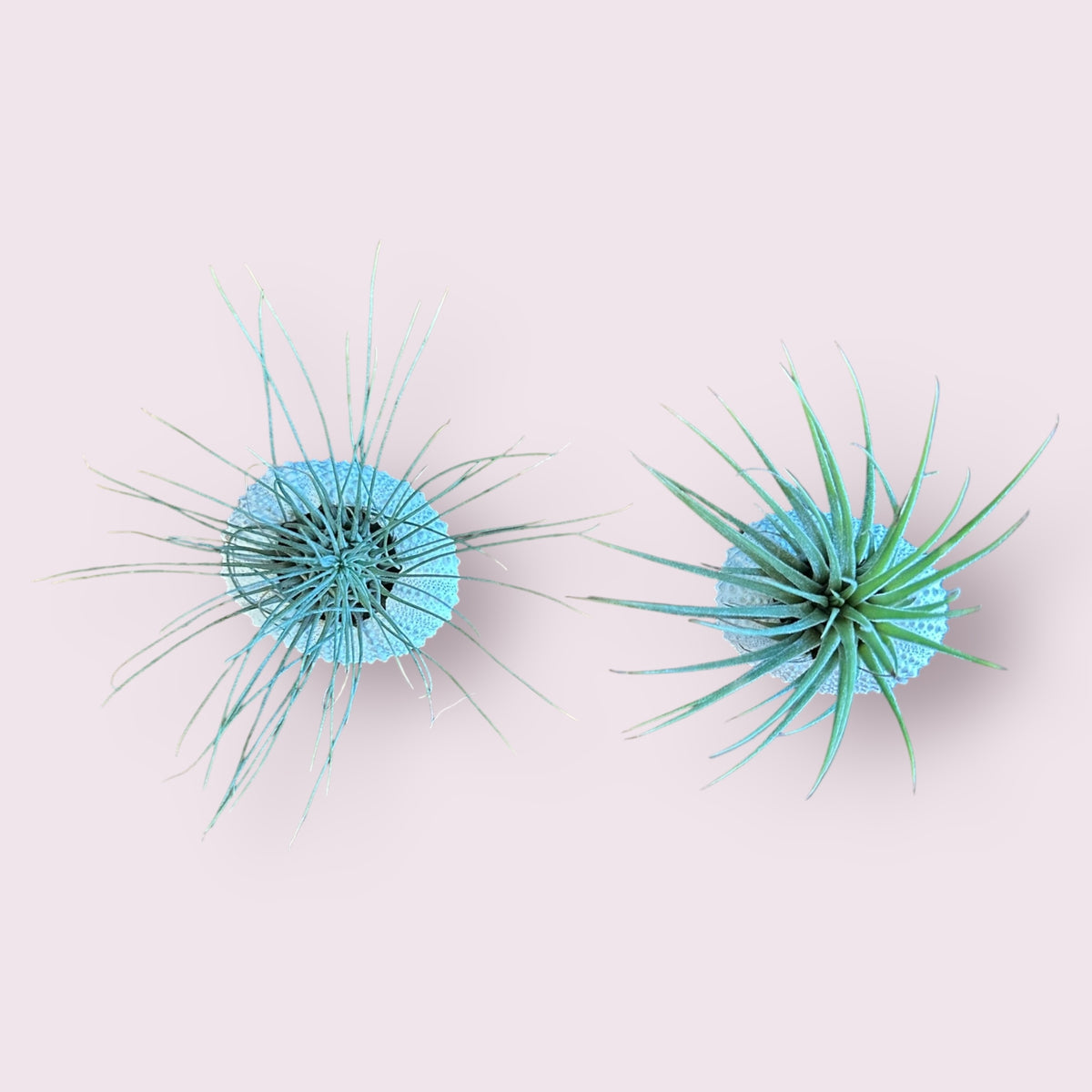 Sea Urchin Air Plants: White
