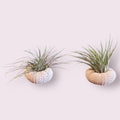 Sea Urchin Air Plants: White