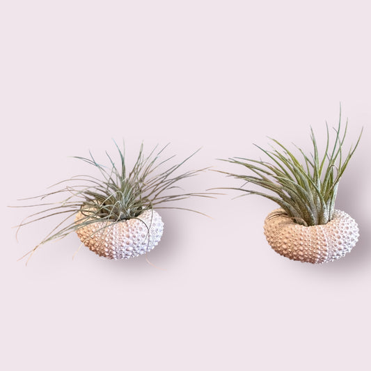 Sea Urchin Air Plants: White
