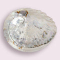Abalone Shell