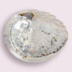 Abalone Shell