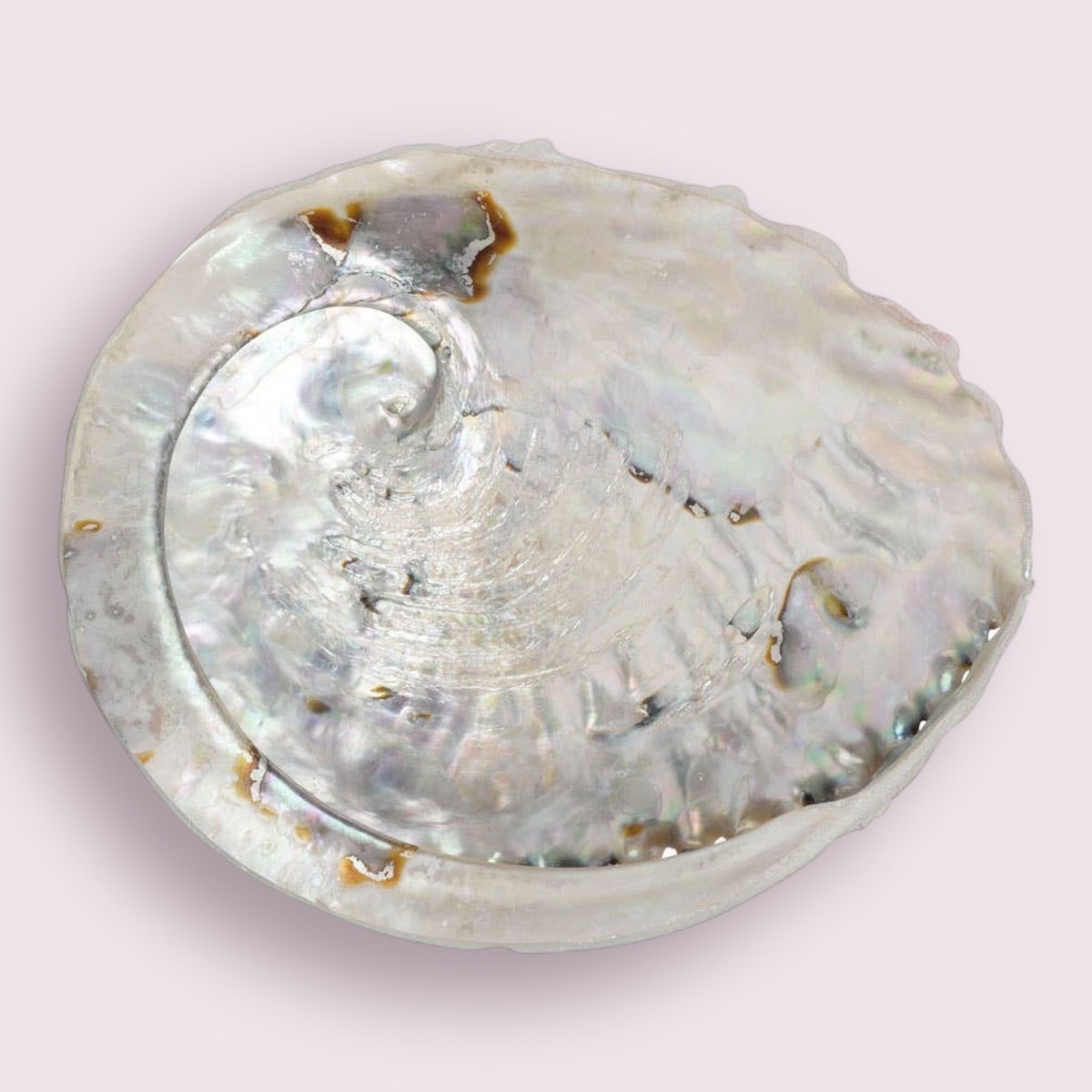Abalone Shell