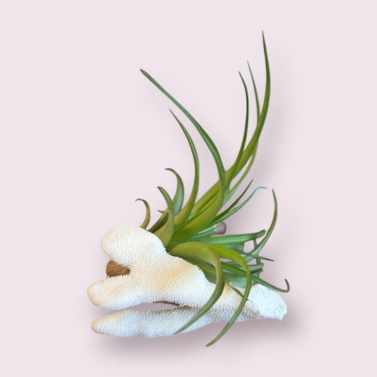 Air Plant + Natural Coral - Indoor Planter - Home Gift