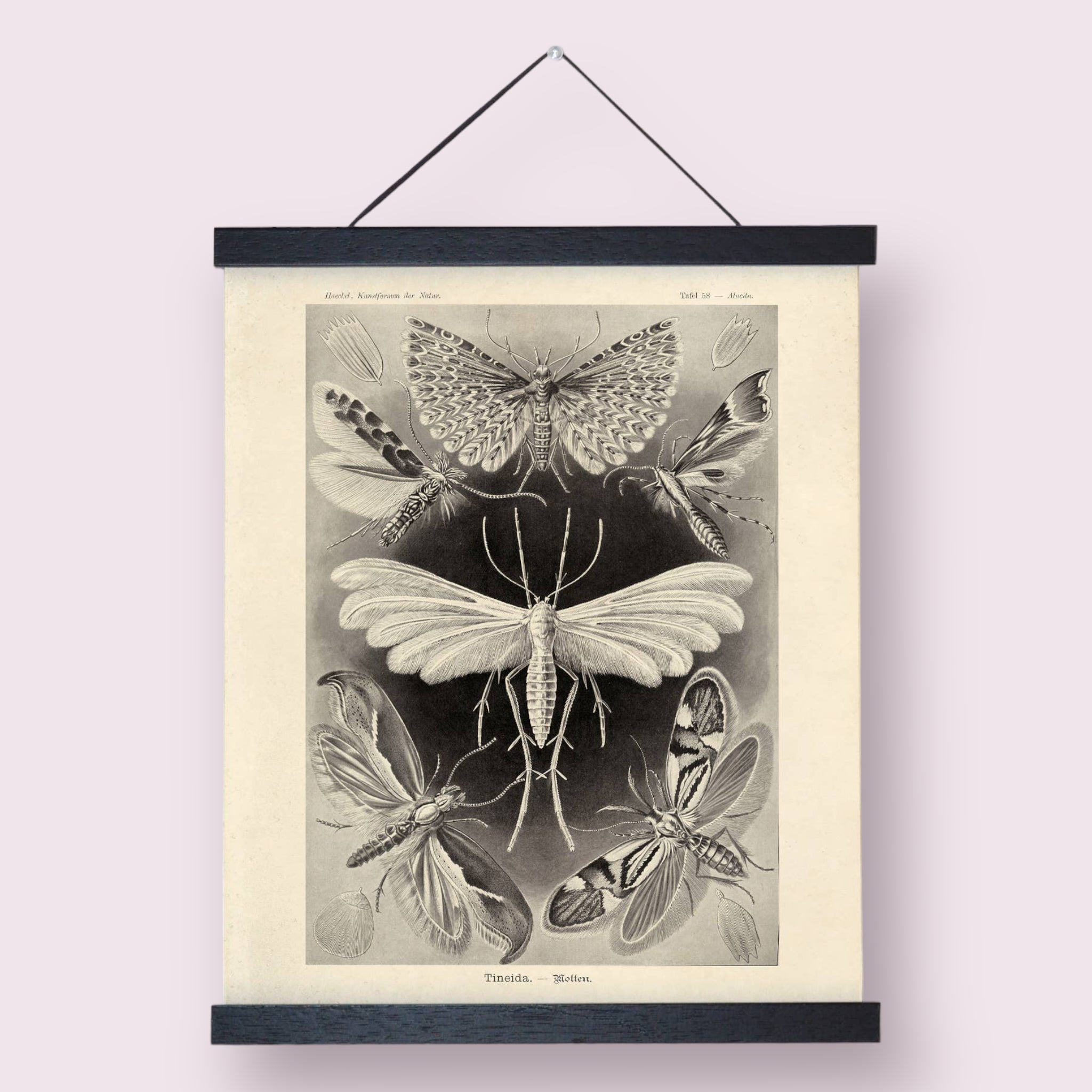 Vintage Haeckel Moth Insect Print w/ Black frame – Searching Serendipity