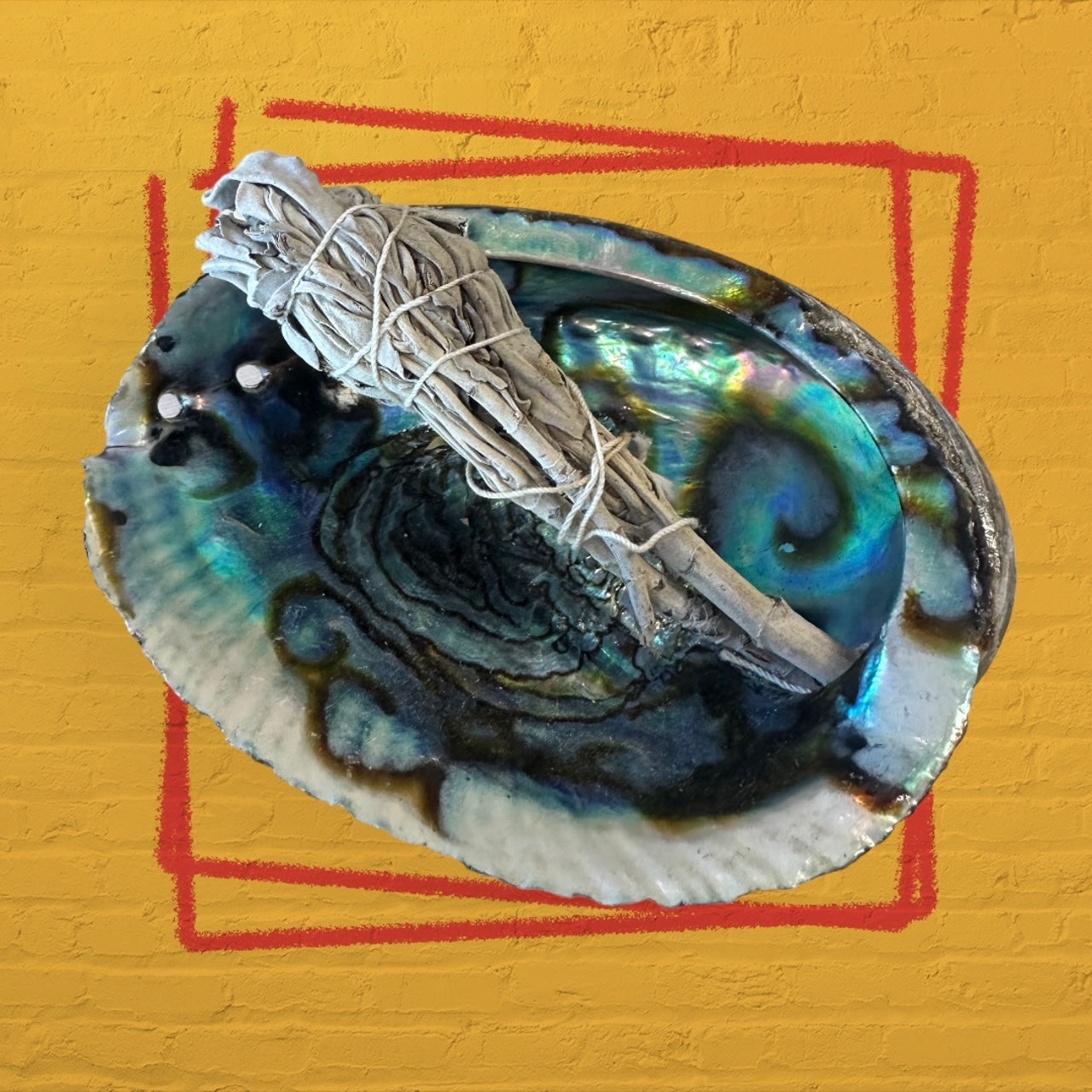 Abalone Shell