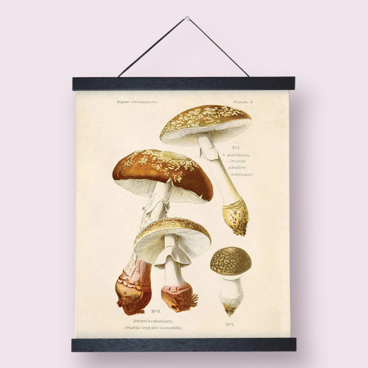 Vintage Blusher Mushroom Print w/ Black Frame