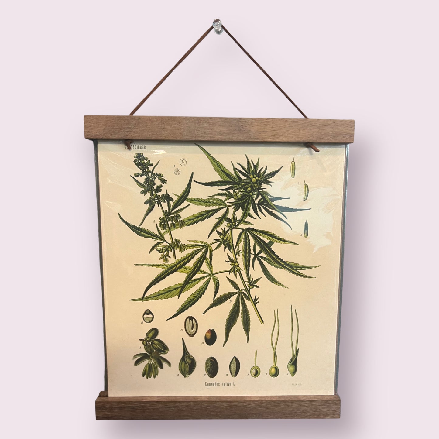 Vintage Botanical Cannabis Marijuana Print w/ Walnut Frame