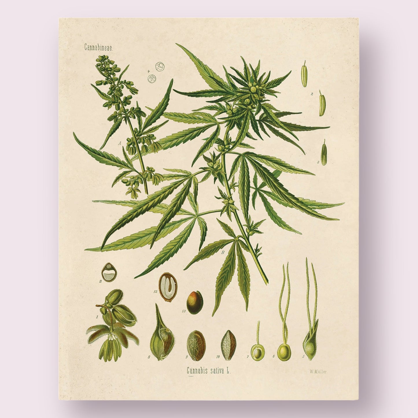 Vintage Botanical Cannabis Marijuana Print w/ Walnut Frame