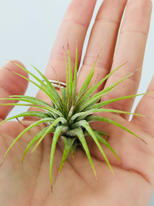 Air Plant