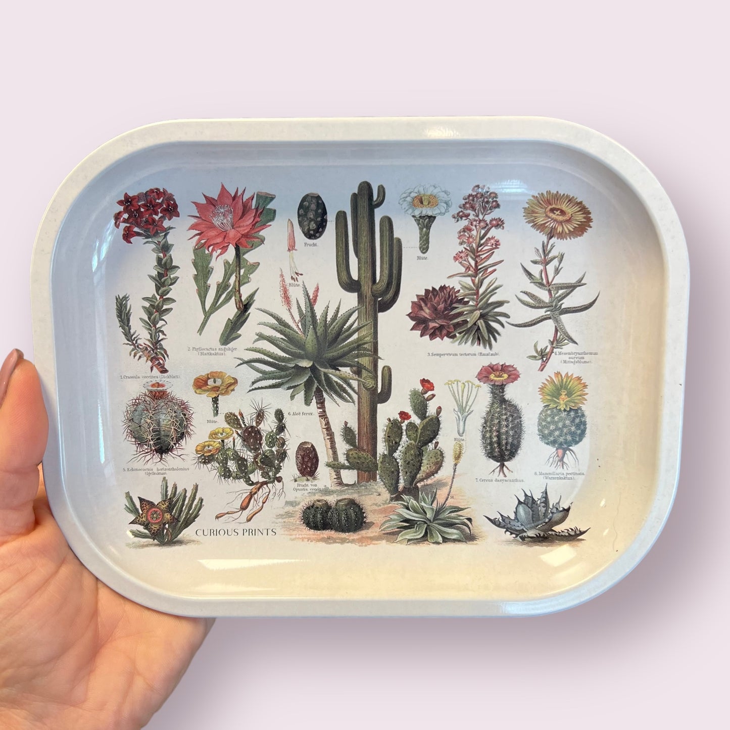 Small Metal Cactus Ritual Tray / Vintage Cacti Print