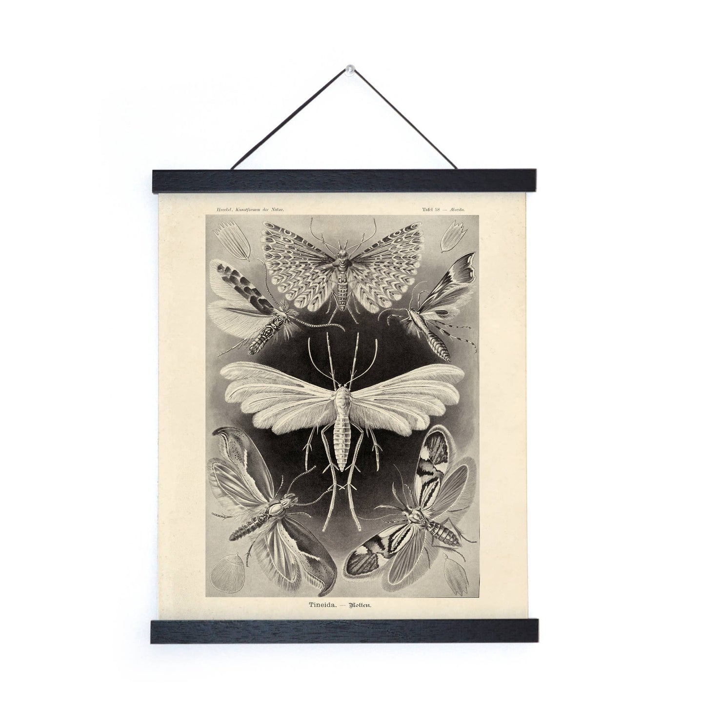 Vintage Haeckel Moth Insect Print w/ Black frame