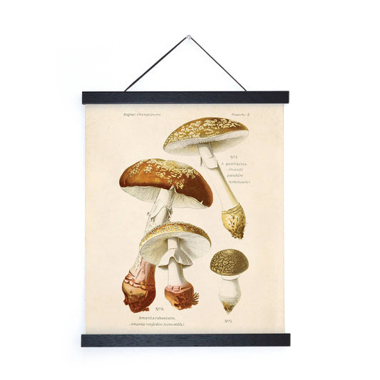 Vintage Blusher Mushroom Print w/ Black Frame